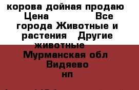 корова дойная продаю › Цена ­ 100 000 - Все города Животные и растения » Другие животные   . Мурманская обл.,Видяево нп